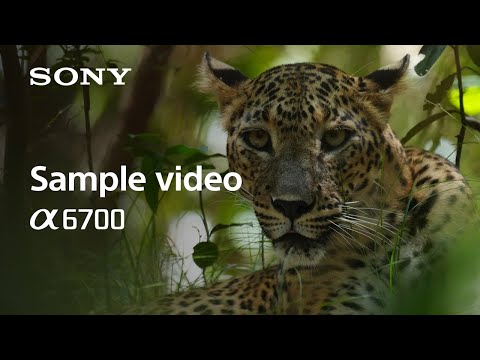 Sony Alpha 6700 + 18-135mm Zoom Lens